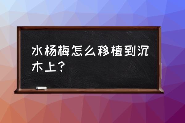 杨梅扦插在几月份最好 水杨梅怎么移植到沉木上？