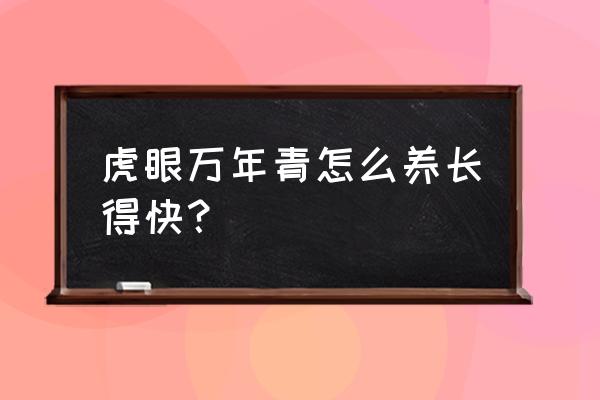 虎眼万年青的禁忌 虎眼万年青怎么养长得快？