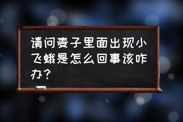 麦子里的黑虫子怎么清除 请问麦子里面出现小飞蛾是怎么回事该咋办？