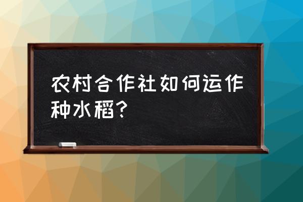 农村合作社的经营方式 农村合作社如何运作种水稻？