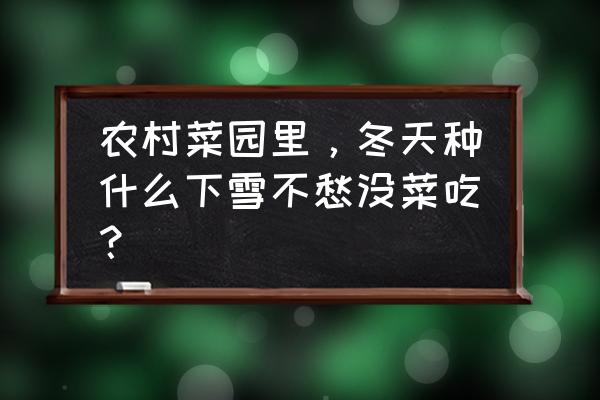 什么蔬菜好种植好养活 农村菜园里，冬天种什么下雪不愁没菜吃？