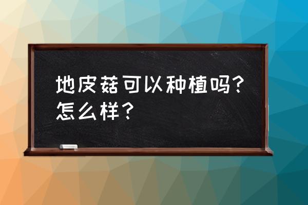 地皮菜的功效与作用 地皮菇可以种植吗？怎么样？