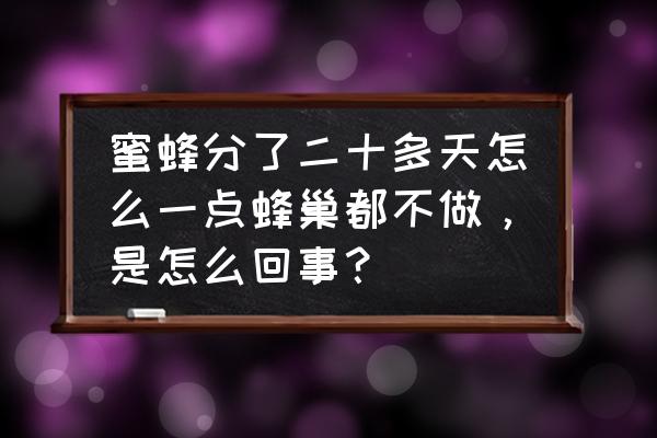 蜂蜜产业项目管理方法有哪些 蜜蜂分了二十多天怎么一点蜂巢都不做，是怎么回事？