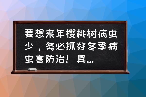 樱花树怎么杀菌杀虫 要想来年樱桃树病虫少，务必抓好冬季病虫害防治！具体怎么做？