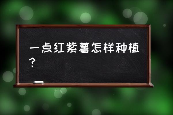 紫薯在家怎么种植 一点红紫薯怎样种植？