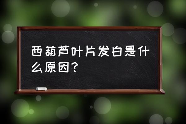 露天西葫芦银叶病怎么防治 西葫芦叶片发白是什么原因？