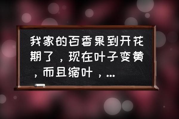 百香果叶子干枯发黄怎么办 我家的百香果到开花期了，现在叶子变黄，而且缩叶，到底是怎么回事？该怎么治？