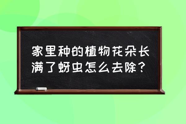 草蛉怎样驱赶 家里种的植物花朵长满了蚜虫怎么去除？