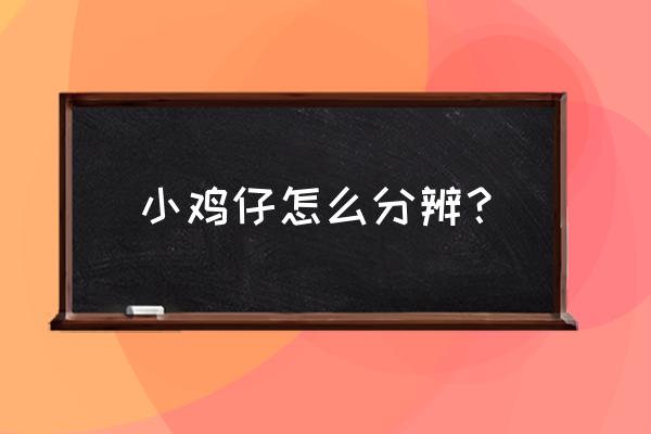 怎样阻止小鸡来抢食 小鸡仔怎么分辨？