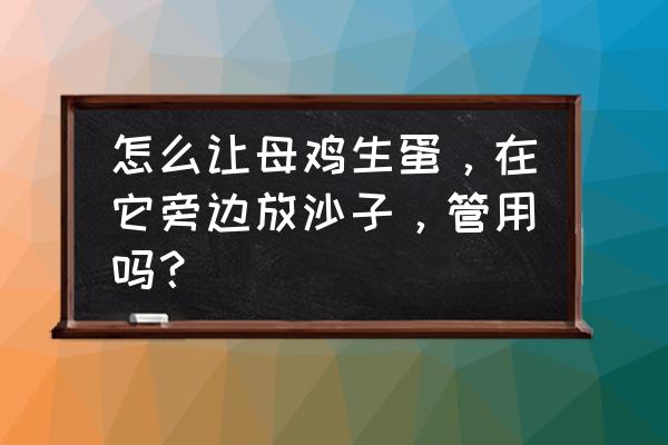 促进母鸡生蛋有哪些妙招 怎么让母鸡生蛋，在它旁边放沙子，管用吗？