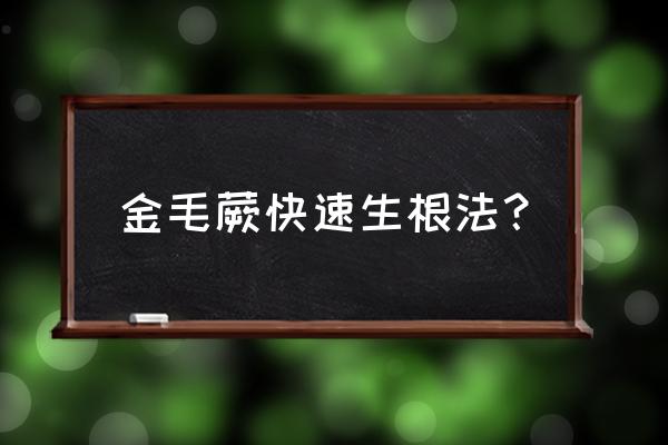 北方金毛蕨叶子干卷怎么挽救 金毛蕨快速生根法？