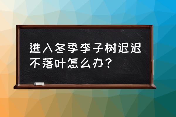 李子树流胶病怎么防治 进入冬季李子树迟迟不落叶怎么办？